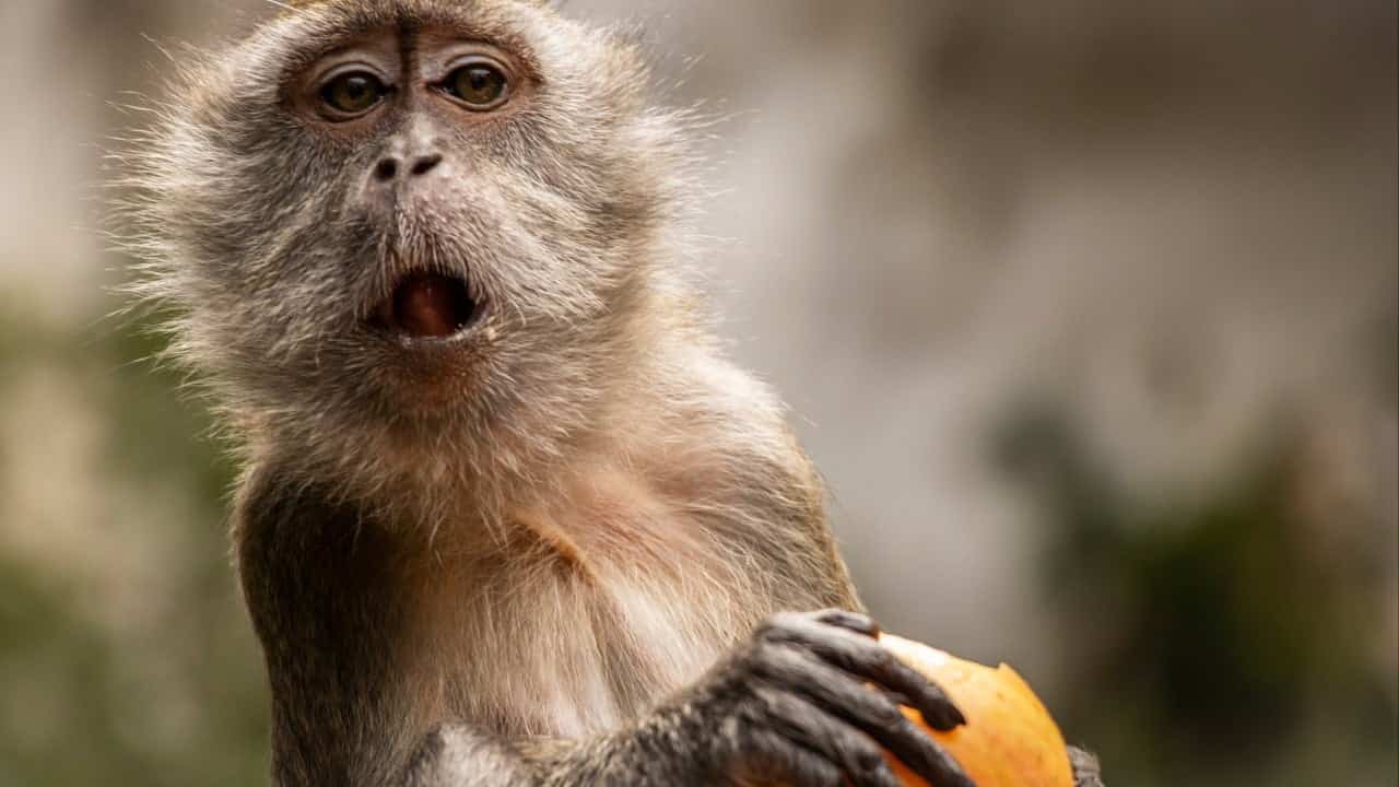 China Lab Monkey Prices Surge to Covid-Era Highs Amid Drug R&D Boom