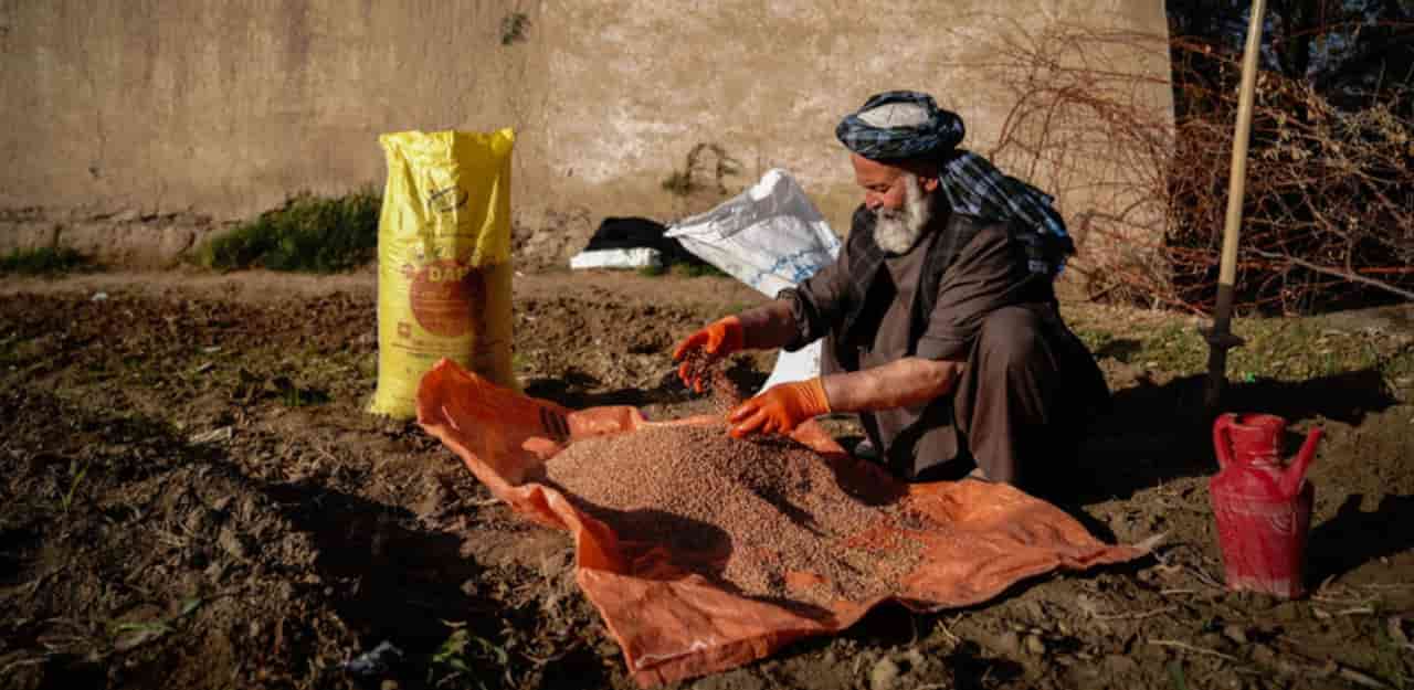 FAO seeks $38.3M to protect Afghanistan's wheat harvest amid fertilizer price surge