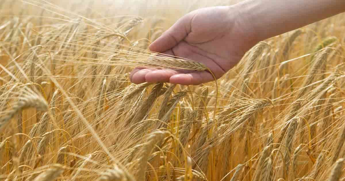 Mondelēz's Harmony wheat sustainability program becomes independent