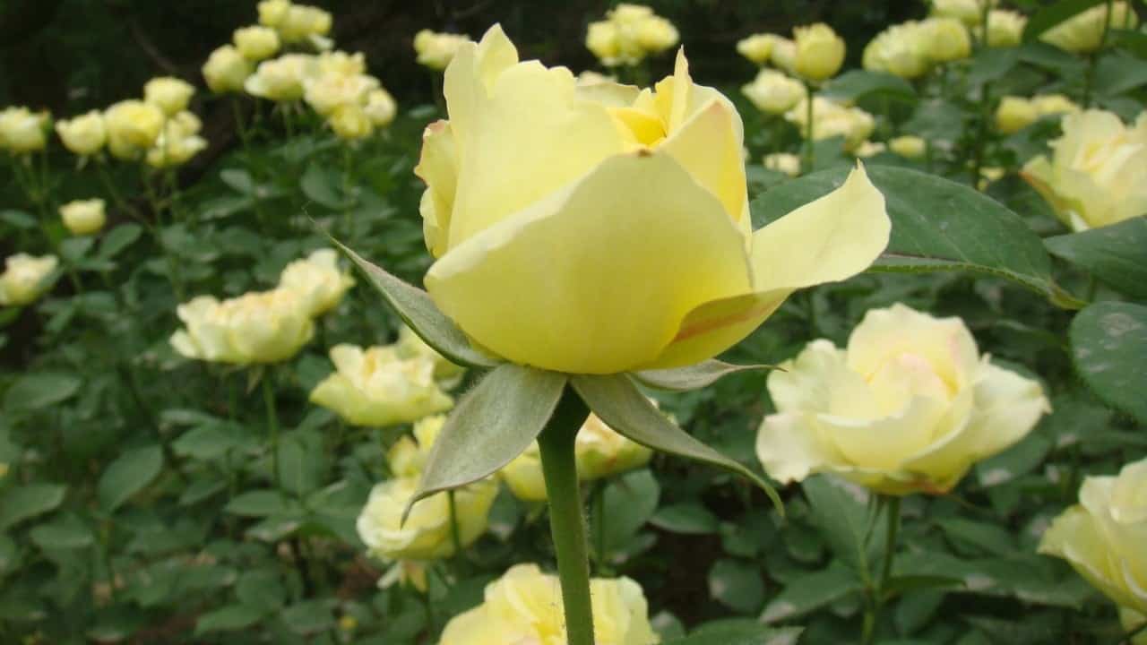 Trump's fascination with Chinese roses leads to diplomatic gift