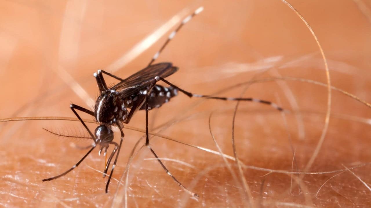 Chinese startup's laser mosquito killer to begin shipping this month