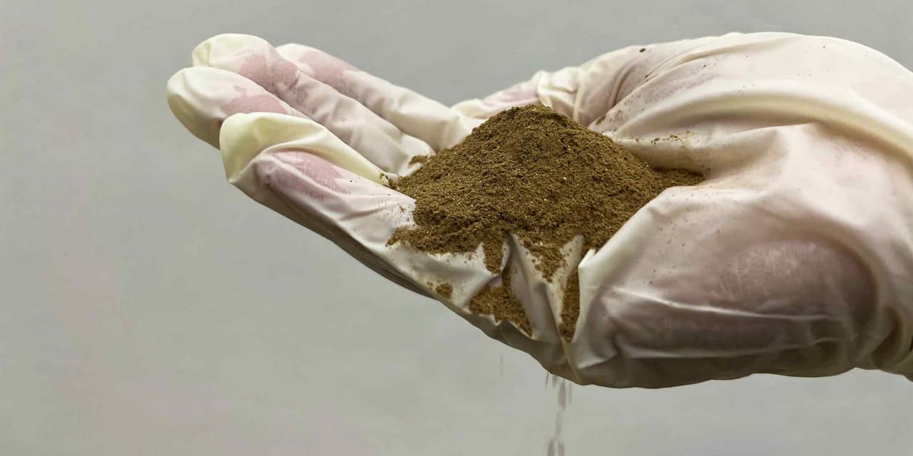 Thailand leads global edible insect industry with sustainable farming practices