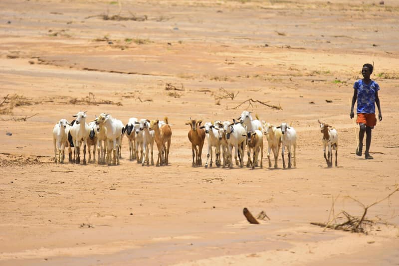 El Niño conditions present, raising global agriculture risk