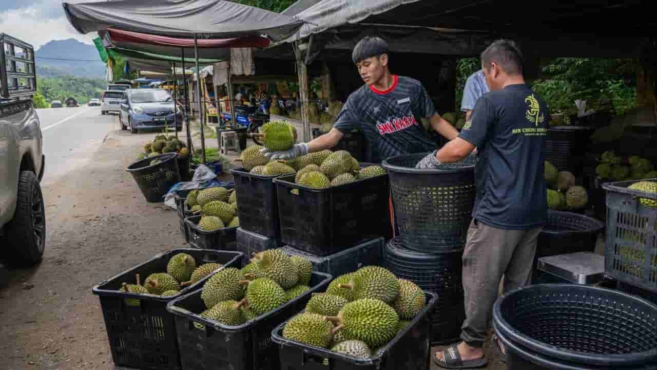 Low durian prices fail to deter thieves in Malaysia
