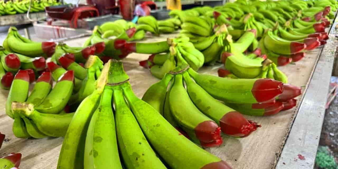 Australia's red-tipped bananas are its first 'ecoganic' export