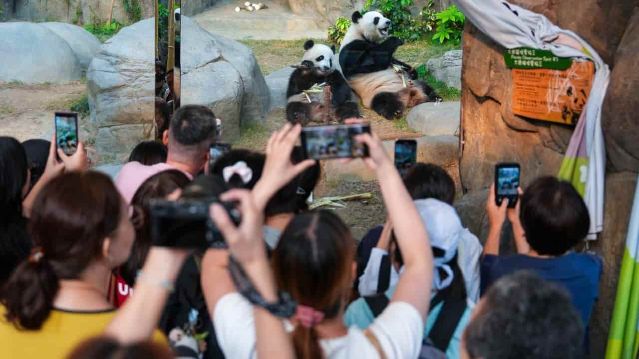 Hong Kong plans Apec delegate program with pandas, Peak views