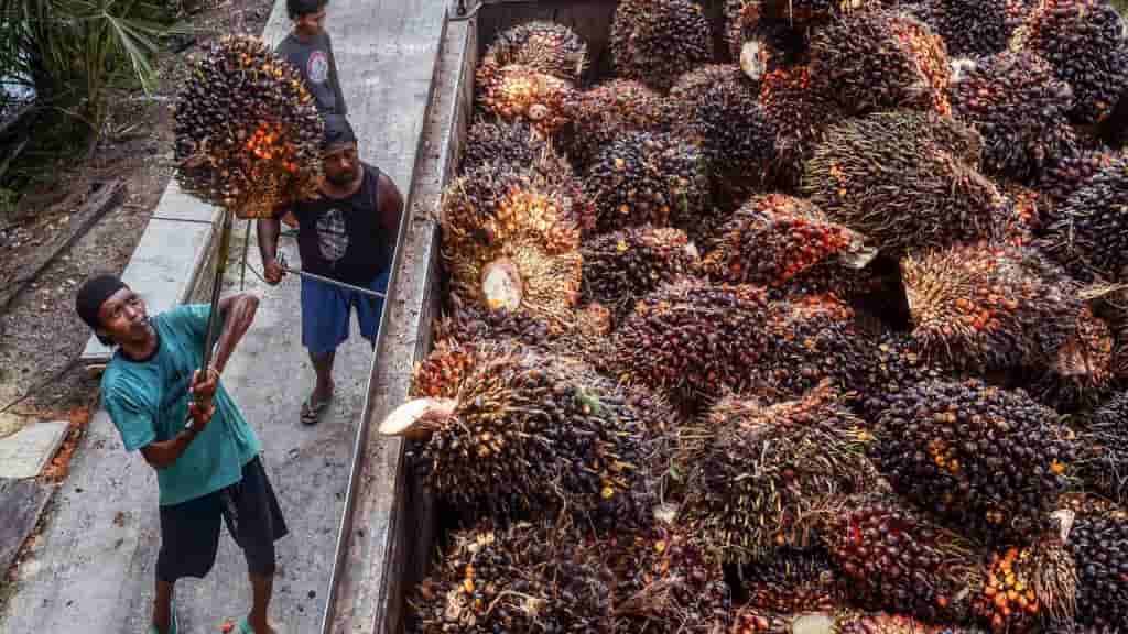Indonesia, Malaysia Clash Over Palm Oil Pricing