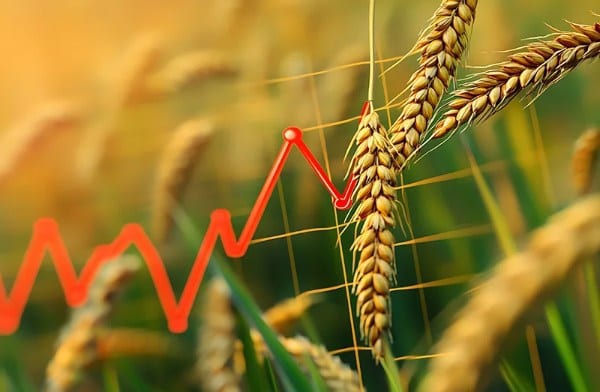 Russia, Ukraine attacks disrupt Black Sea grain exports, lift wheat prices