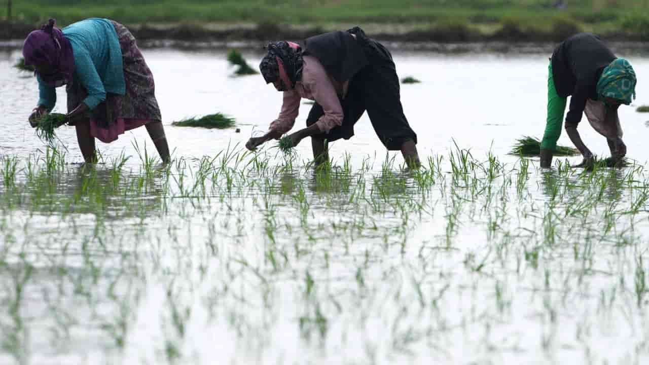 India's monsoon swings threaten crops and power supply