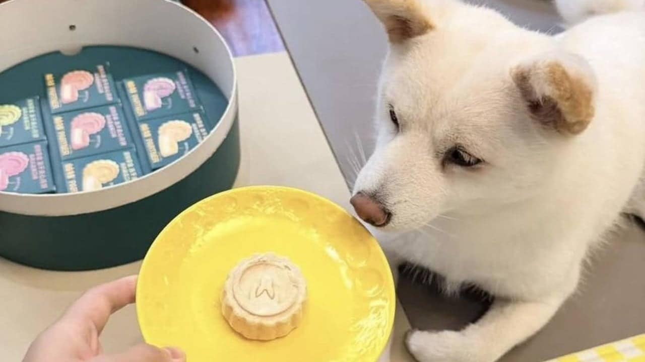 China reinvents mooncakes for pets