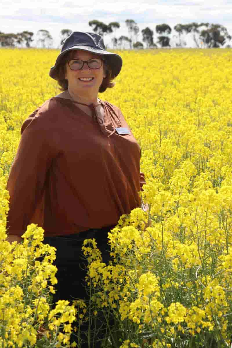Australia seeks higher frost tolerance for canola