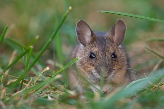 Chinese border city warns travelers from Russia's Far East over plague risk