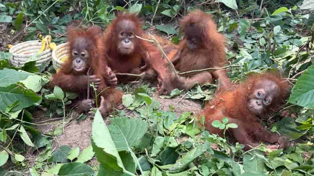 Baby orangutans found in India highlight booming illegal pet trade