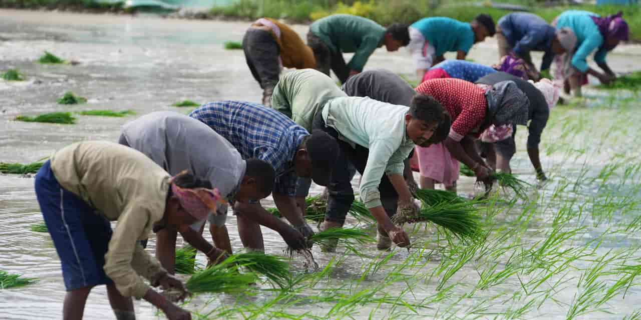 India's weak monsoon impacts crop sowing, raising inflation fears