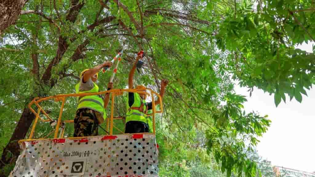 Beijing deploys wasps and contests to combat invasive caterpillars