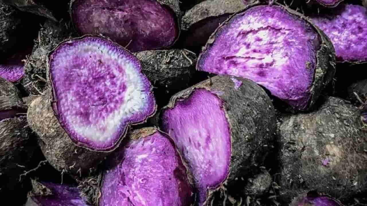 Philippine ube farming eyes 'purple gold rush' amid rising demand