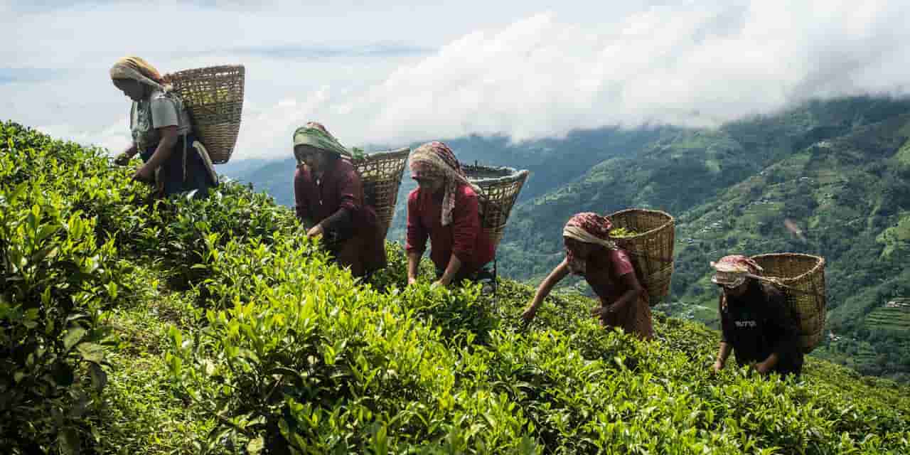 Nepal tea exporters face ongoing crisis amid Indian quality checks