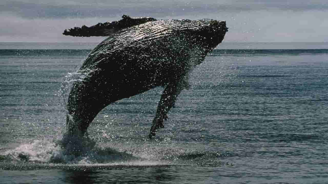 Bitcoin whales bought $16.7B in two weeks as ETFs saw record outflows