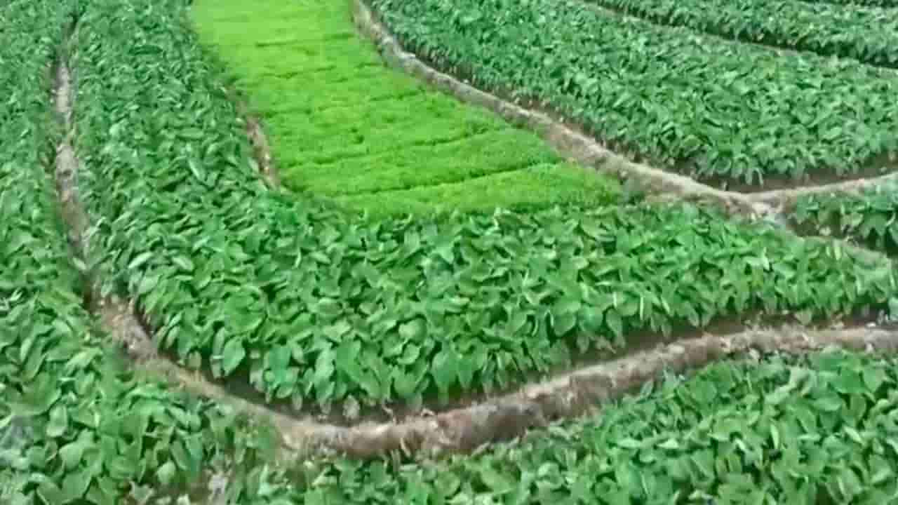 China uses drones and BeiDou to combat 'paper farming'