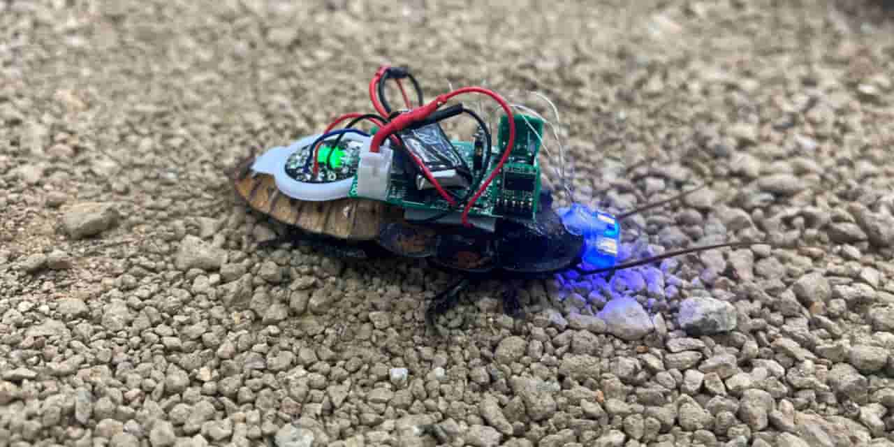 AI-powered robots assemble cyborg cockroaches for search and rescue