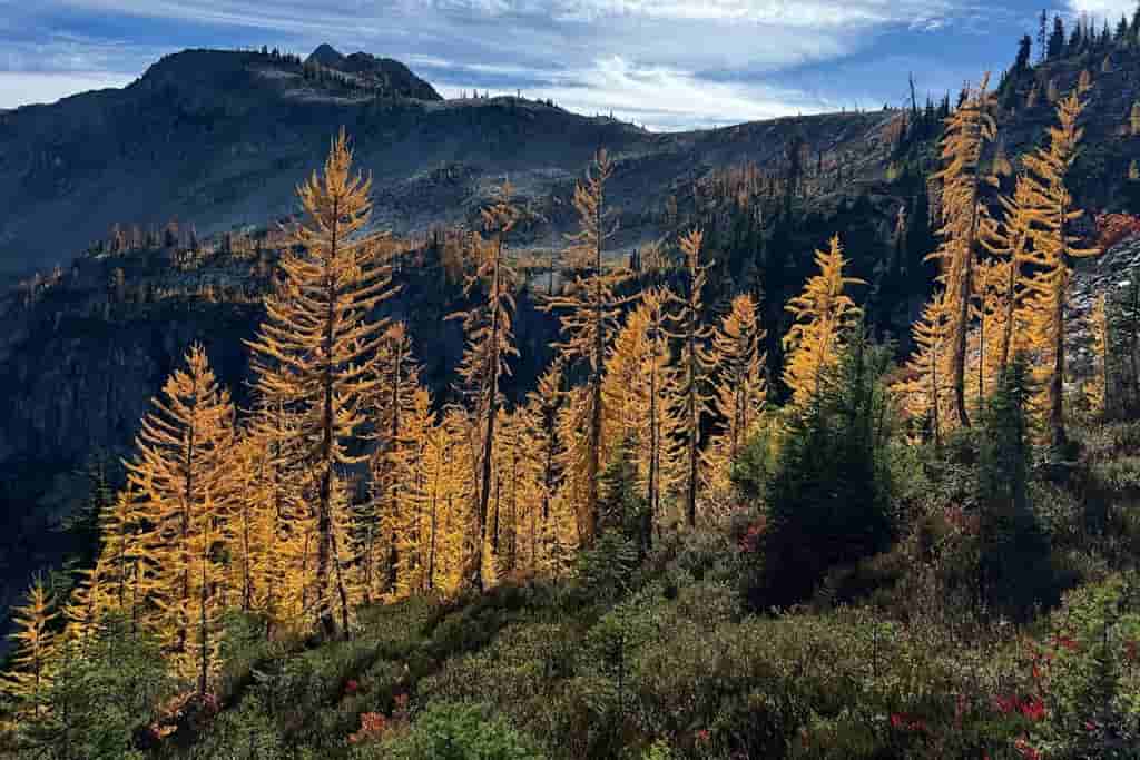 Rollins says Trump administration pushing ahead with Forest Service reorganization despite court block