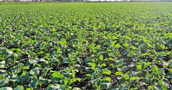 Energy prices lift vegetable oil markets amid trade disruptions