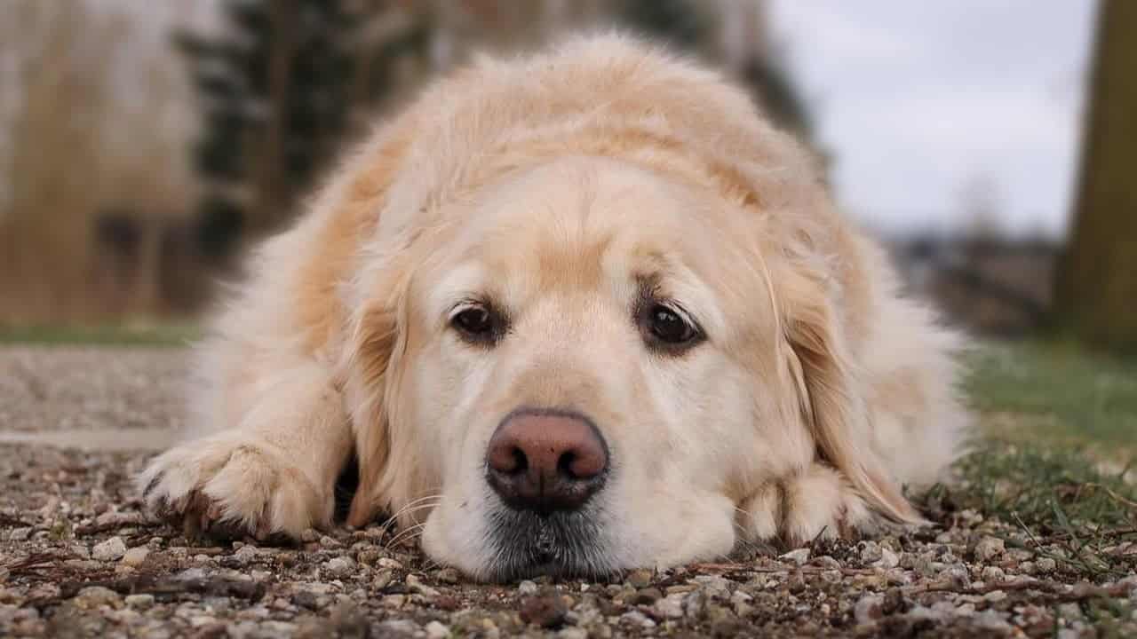 China courts weigh pet ownership in divorce cases, prioritizing care over microchips