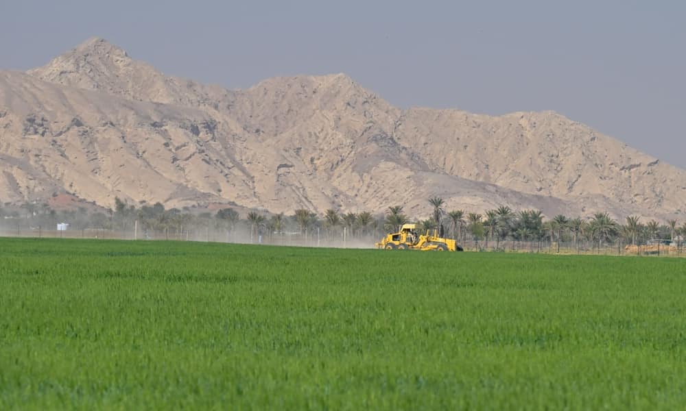 Saudi Agricultural and Livestock Investment Co. transfers National Grain Co. ownership to SABIL