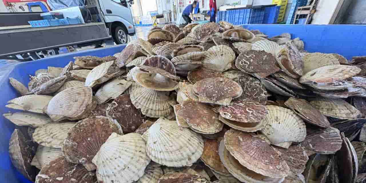 Japan's scallop and kelp harvests suffer from rising sea temperatures