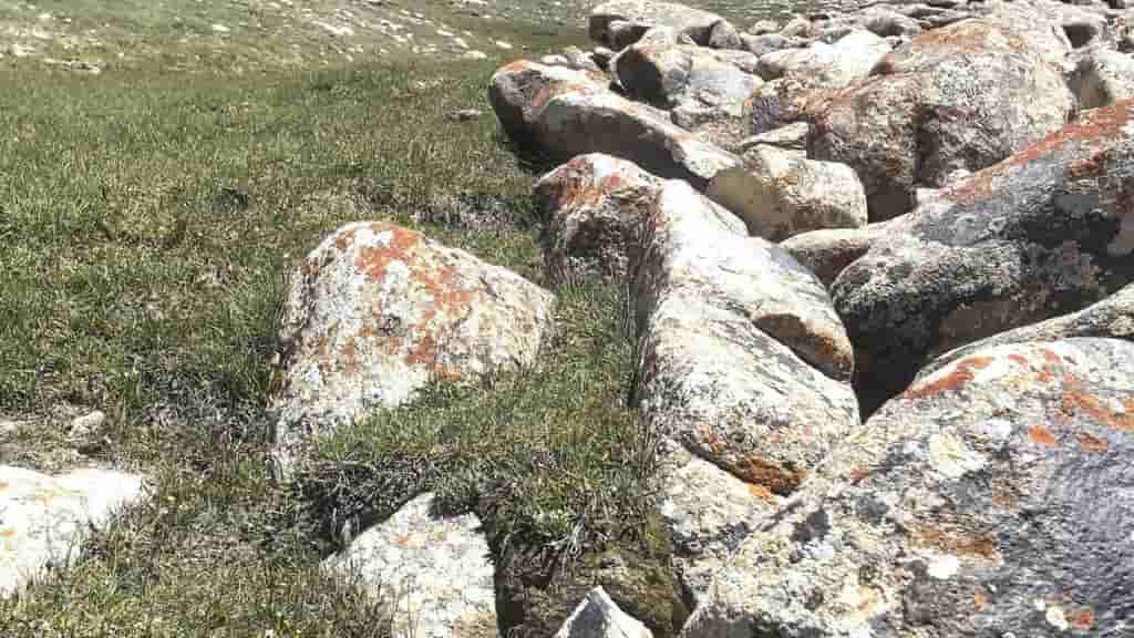 Rare earth elements may be in your backyard, identified by orange lichen