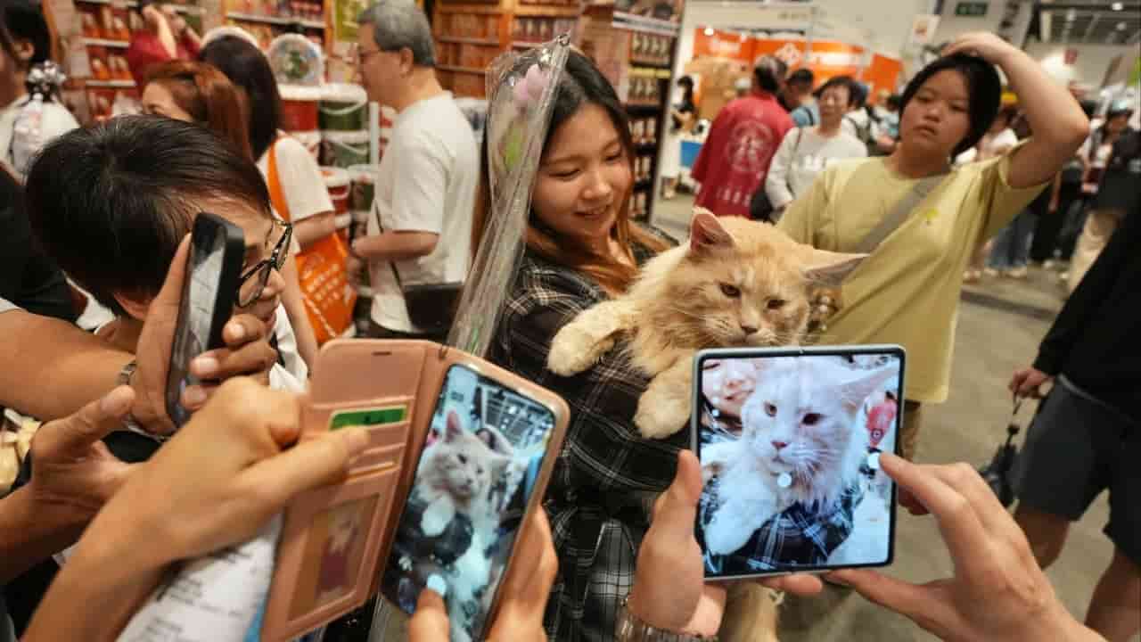 Hong Kong cat owners spend big at feline expo