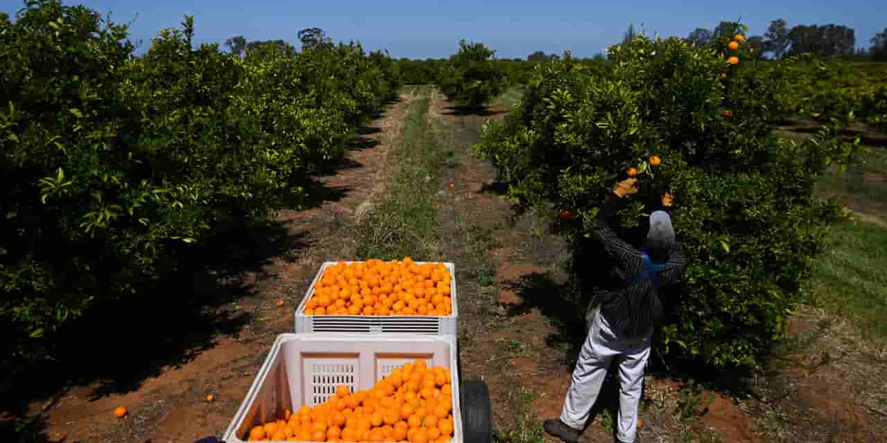 Australia slows working holiday visas amid migration backlash