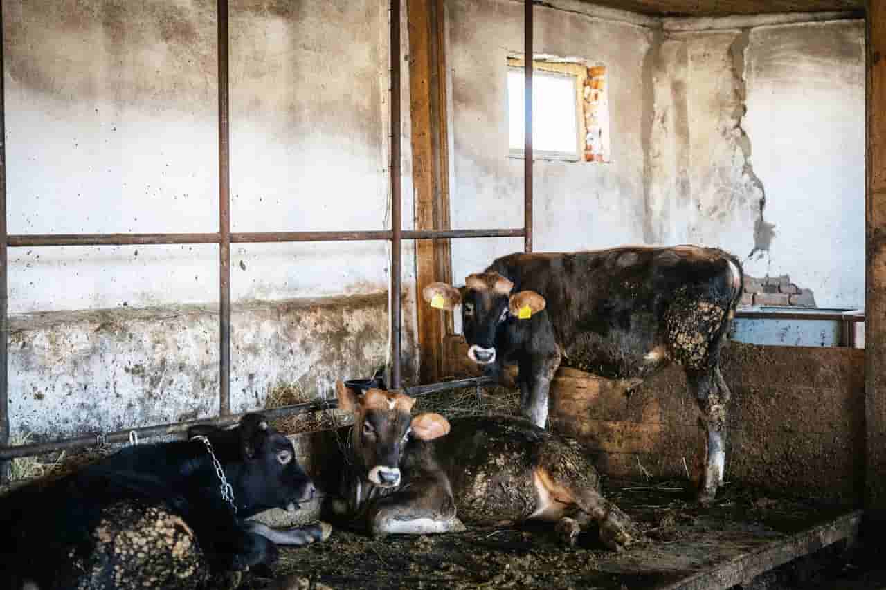 Ukraine's small dairy farms struggle amid war, high costs and EU competition