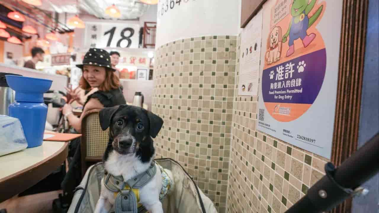 Over 30 Restaurants Exit Dog-Friendly Scheme, 70 Warnings Issued