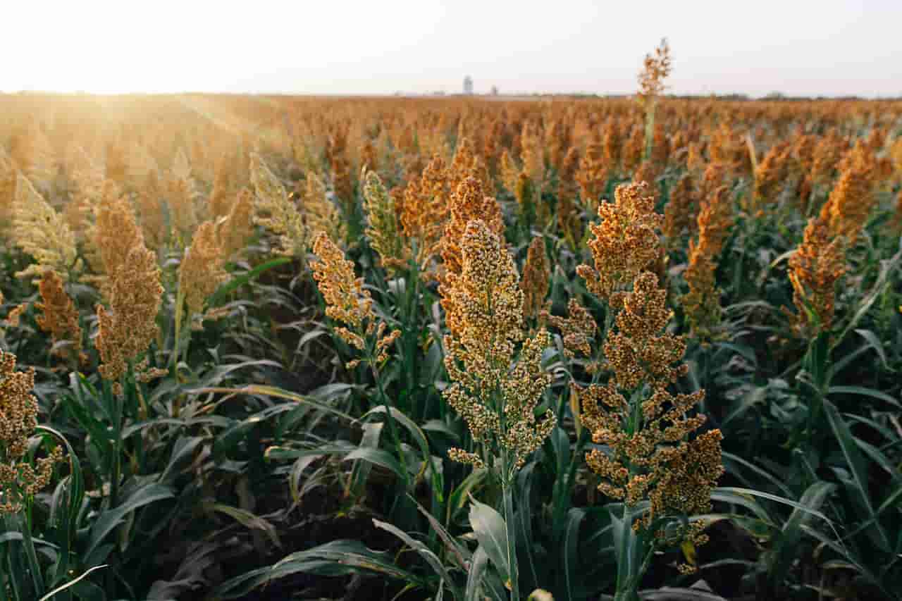 K-State labs focused on food security receive $16.6 million in funding