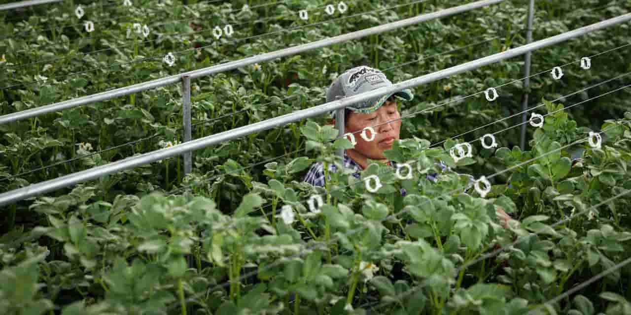Dutch greenhouse firms pivot to software sales in China