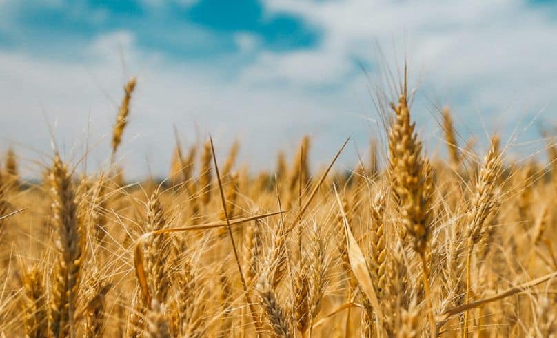 Egypt wheat output to reach 10.2 million tons in 2026