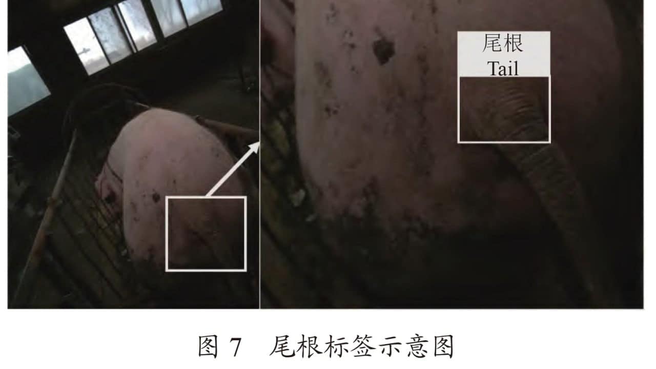 Chinese AI robot accurately vaccinates pigs without needles