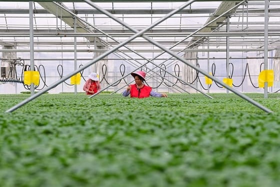 China Audit: Billions in Rural Funds Diverted for Local Debt