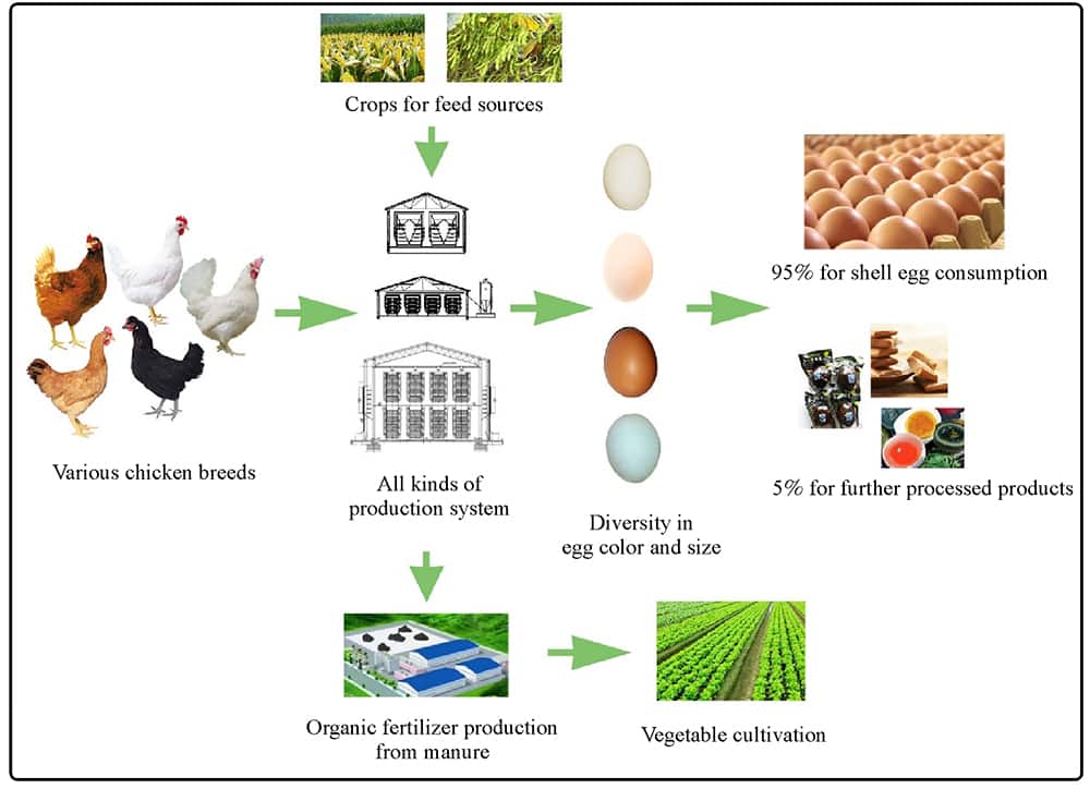 China's Egg Market Faces Supply and Demand Challenges