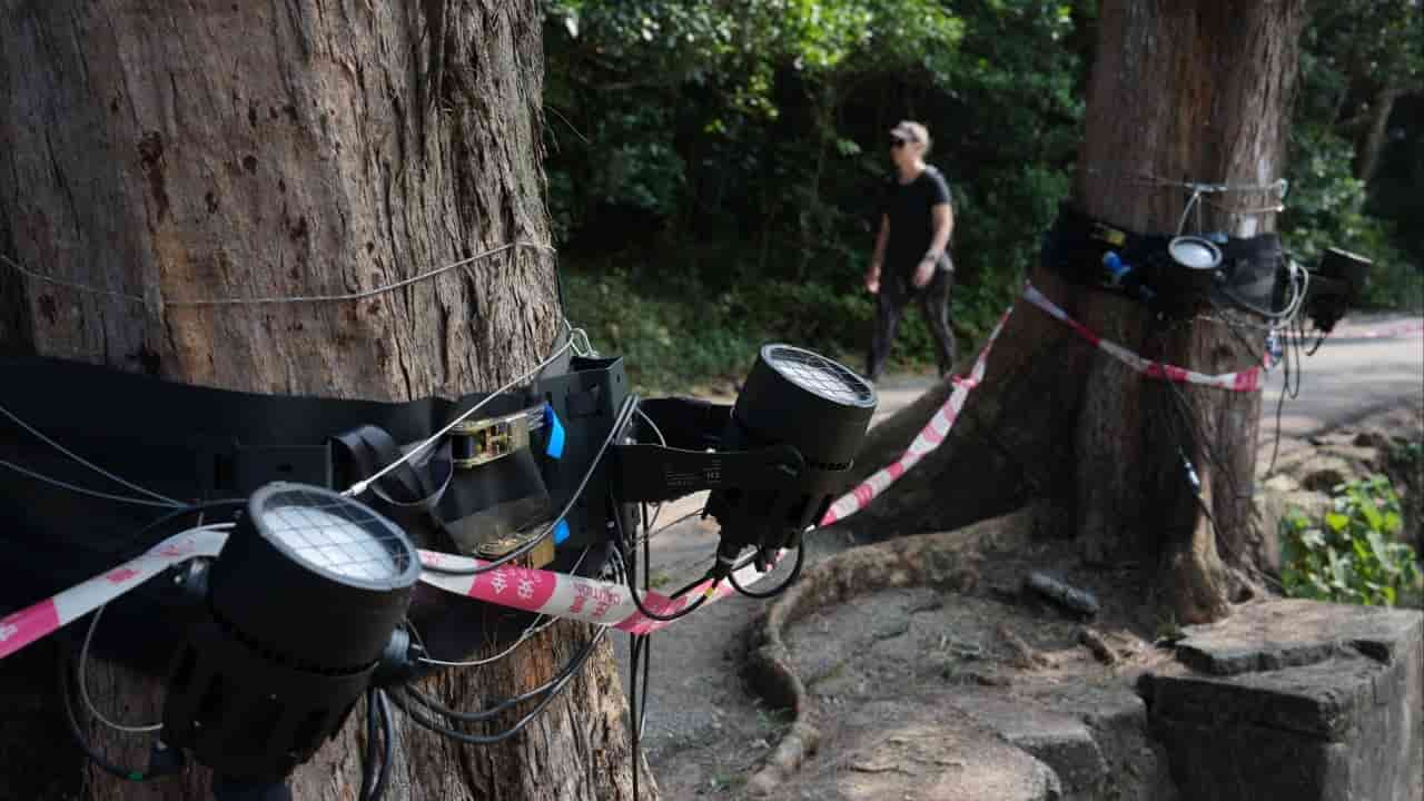 Hong Kong suspends Peak trail light project amid environmental outcry