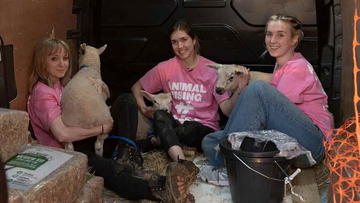 Three animal rights activists found guilty of stealing lambs from King's estate