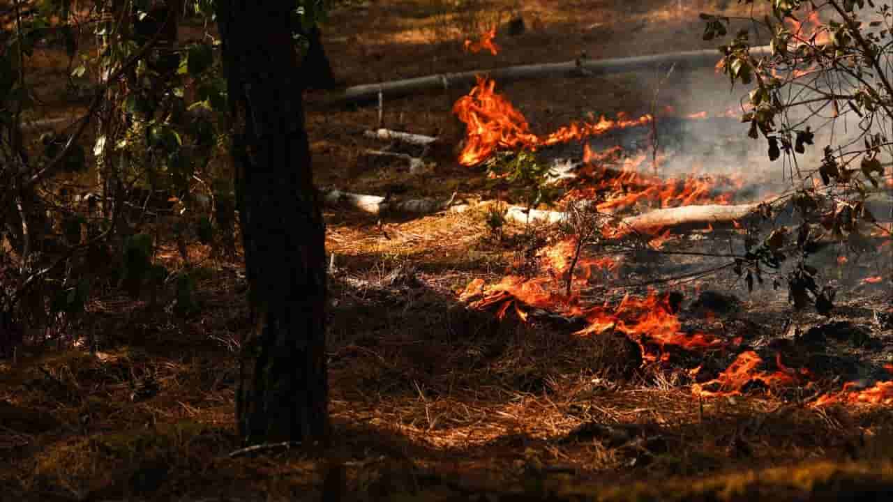 France Battles Massive Wildfire Amid Extreme Heat