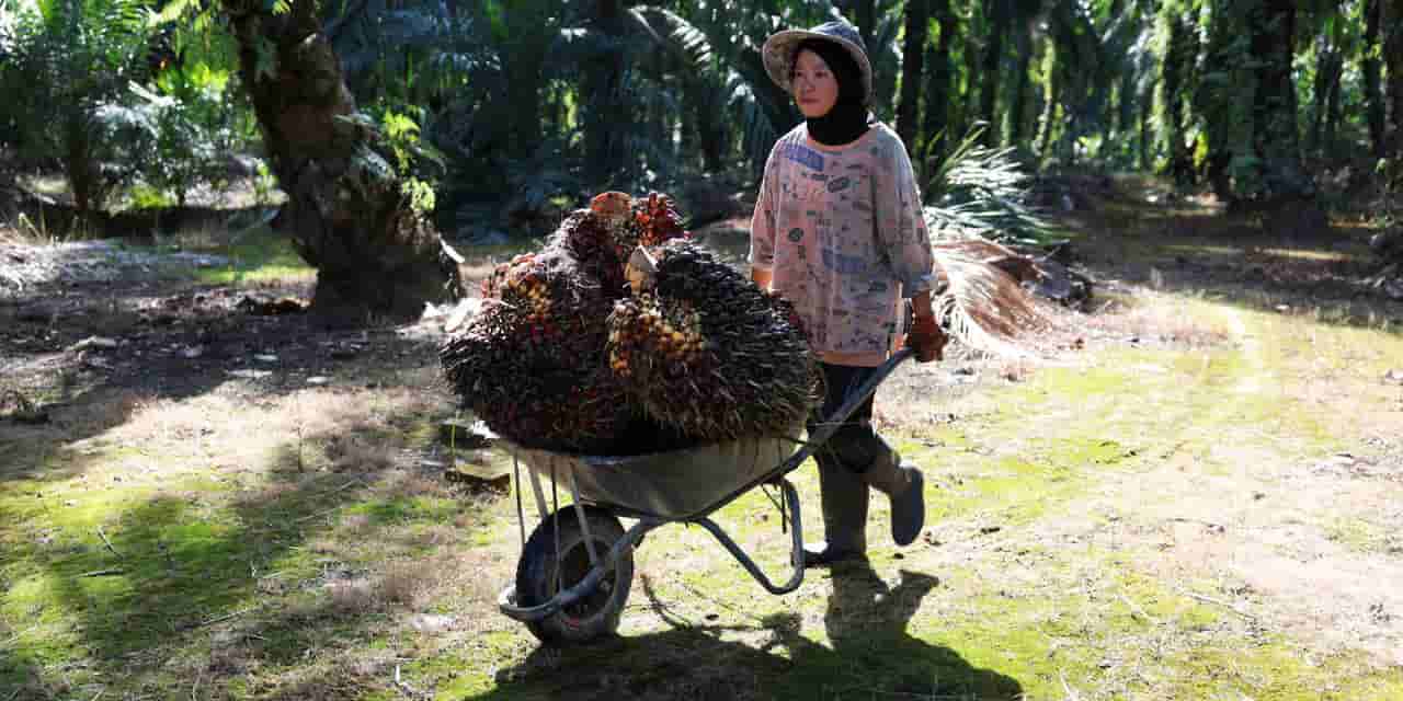 Palm oil prices seen staying high on Southeast Asia drought, biodiesel demand