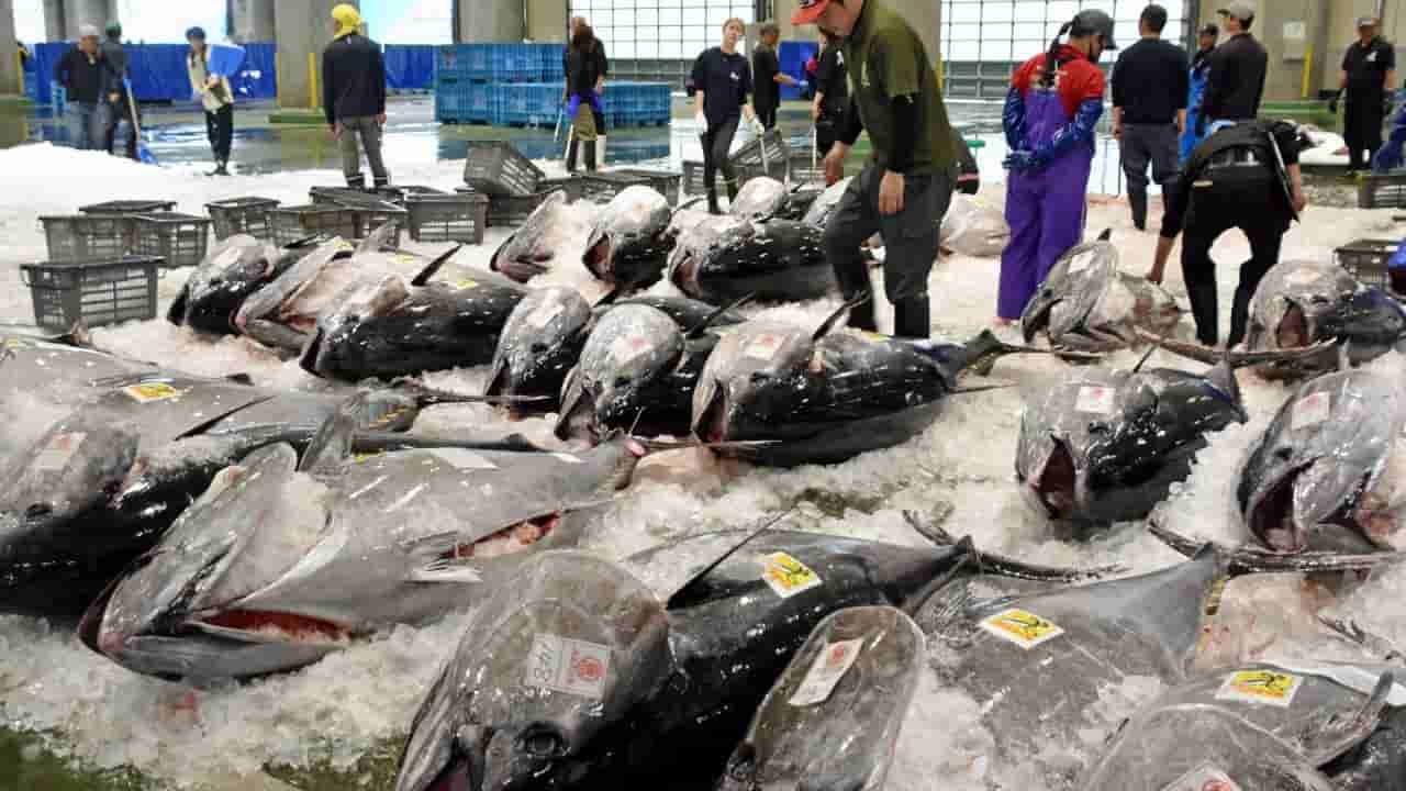 Bluefin tuna boom strains Japanese fishermen's livelihoods