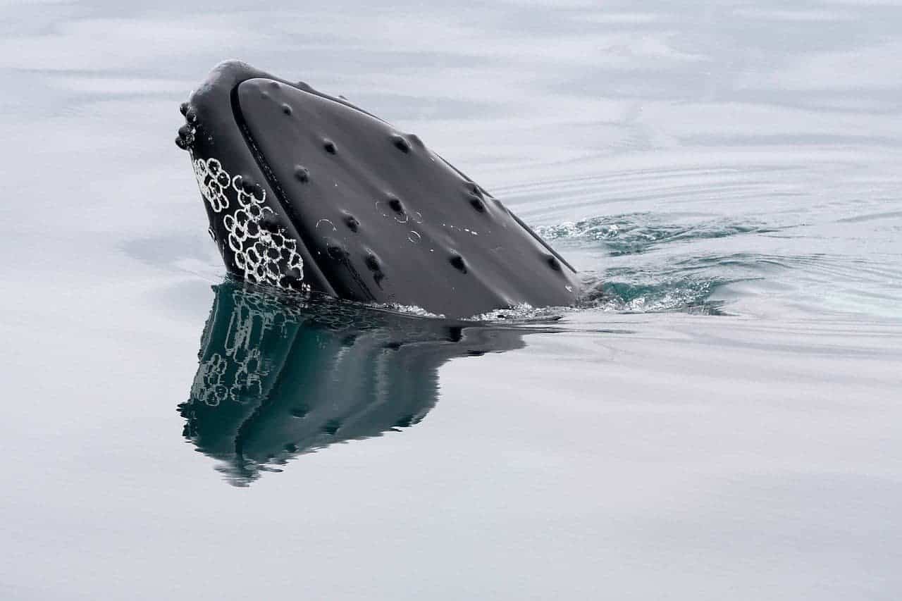Bitcoin whales accumulate $1.2B as ETFs see $750M inflows