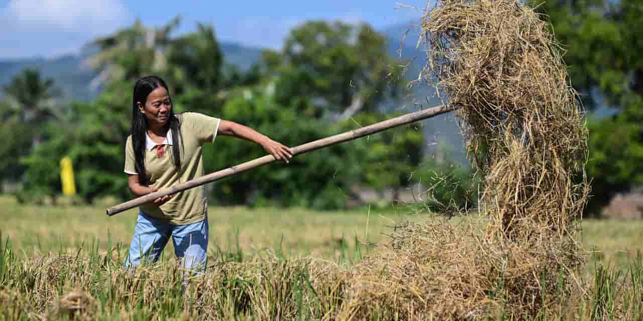 Philippine rice farmers adopt climate-smart practices to cut methane emissions