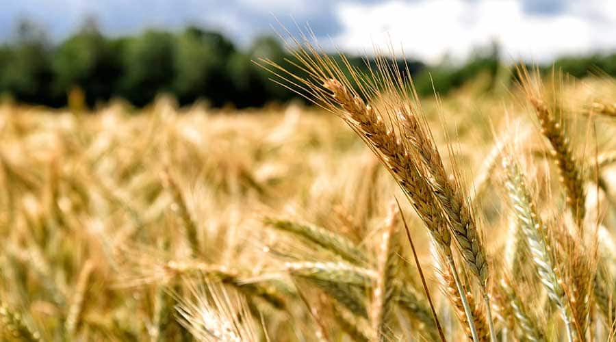 CPKC Reports Record Grain Movement for 2025-26 Crop Year