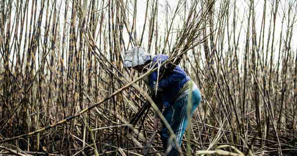 US Lifts Forced Labor Ban on Dominican Sugar Firm With Trump Ties