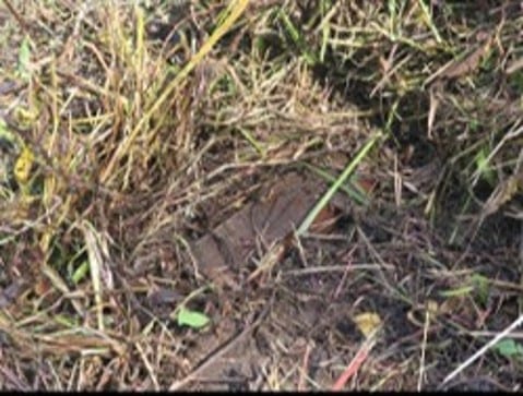 South Korean military finds North Korean mine near DMZ blast site